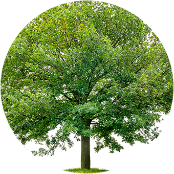 ifs advantages sustainability